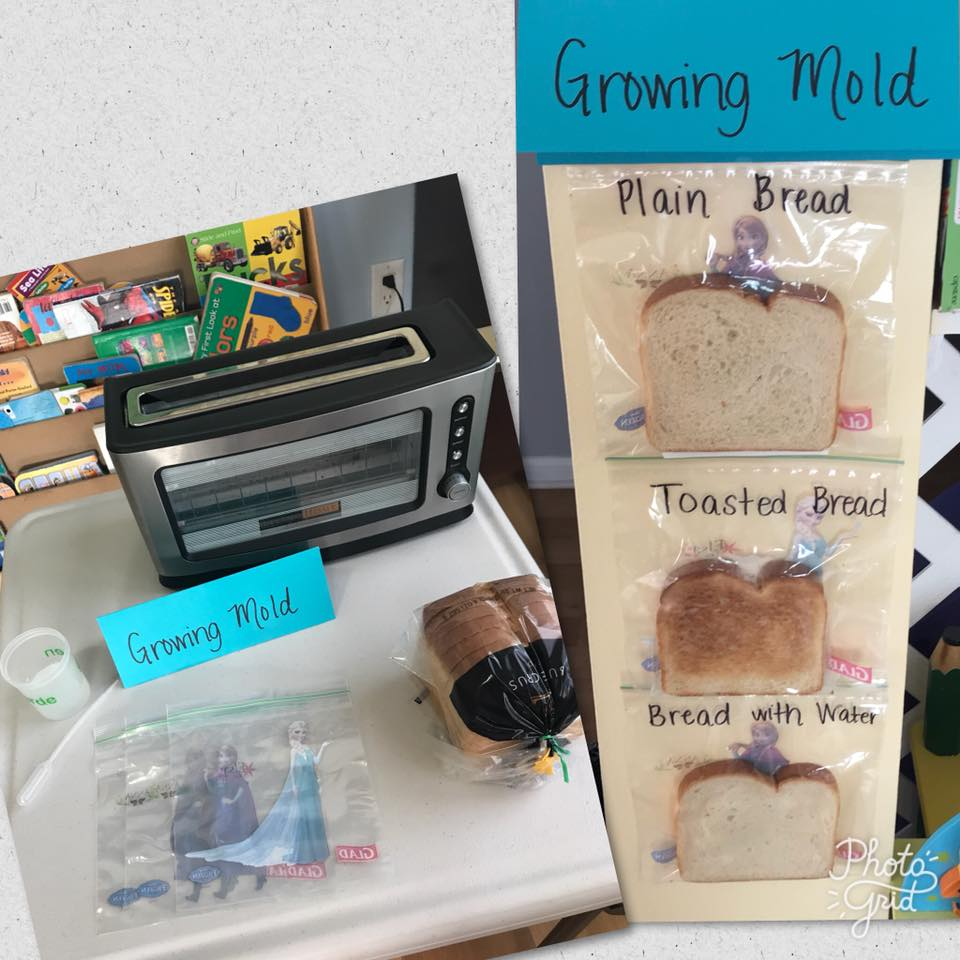 Growing mold bread science experiment display